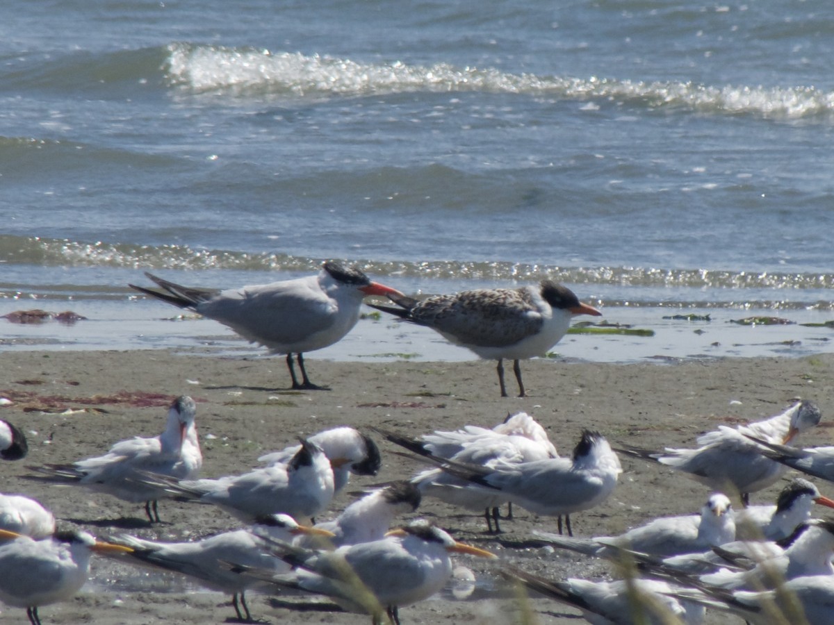 Caspian Tern - ML622382864