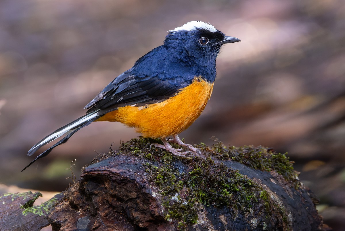 White-crowned Shama - Joachim Bertrands | Ornis Birding Expeditions