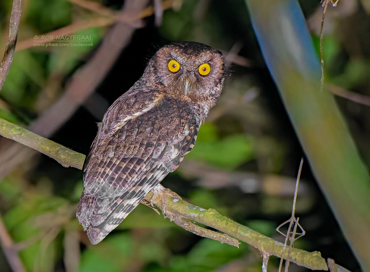 Black-capped Screech-Owl - ML622382905