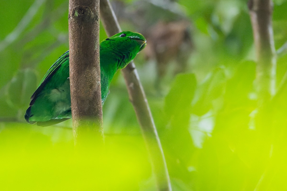 Green Broadbill - ML622382981