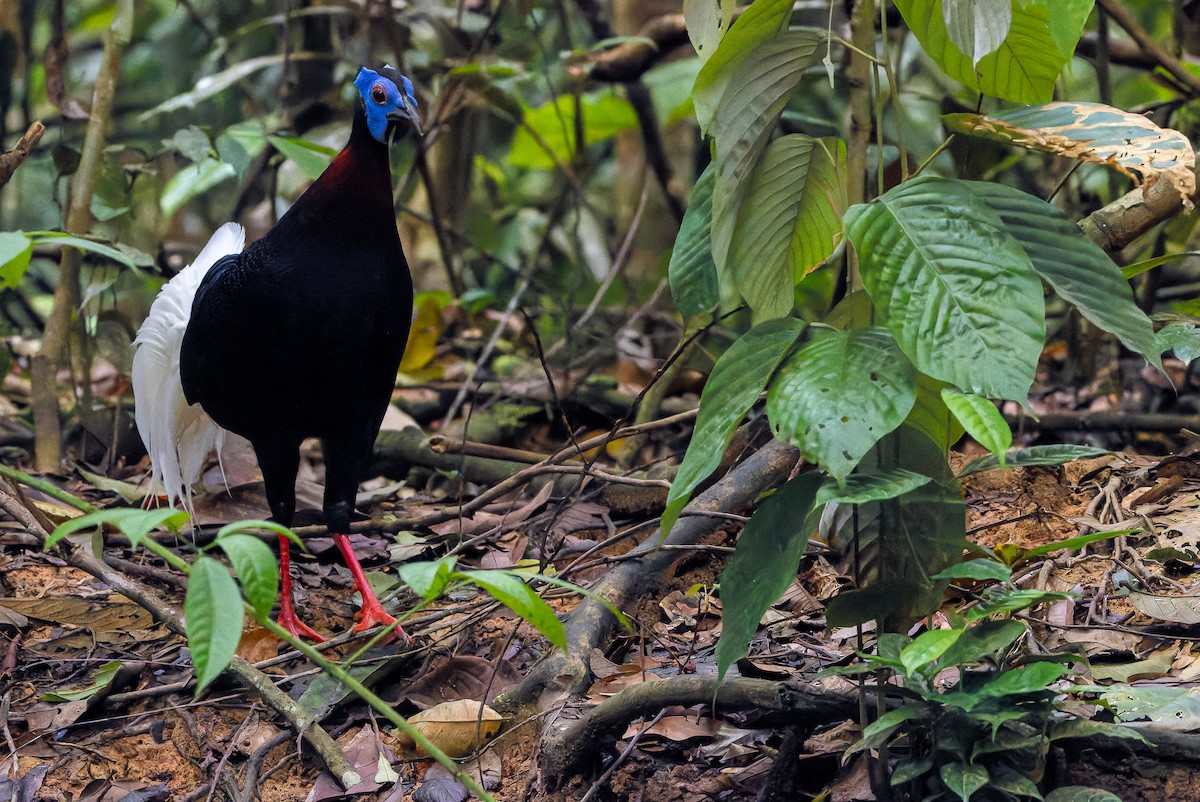 Bulwer's Pheasant - ML622383027