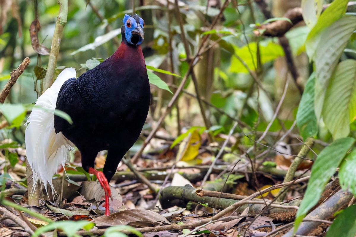 Bulwer's Pheasant - Joachim Bertrands | Ornis Birding Expeditions