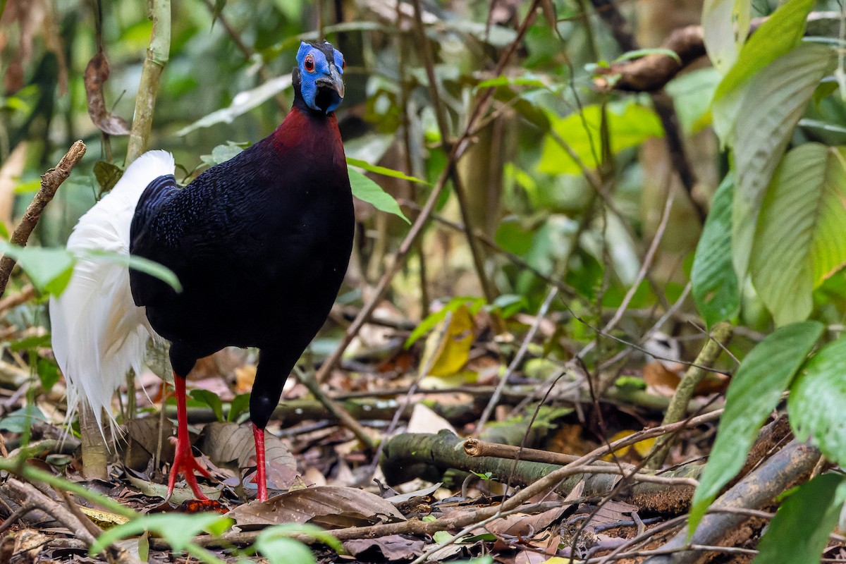 Bulwer's Pheasant - ML622383030