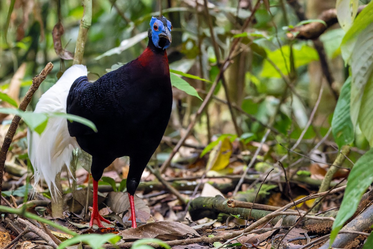 Bulwer's Pheasant - ML622383031