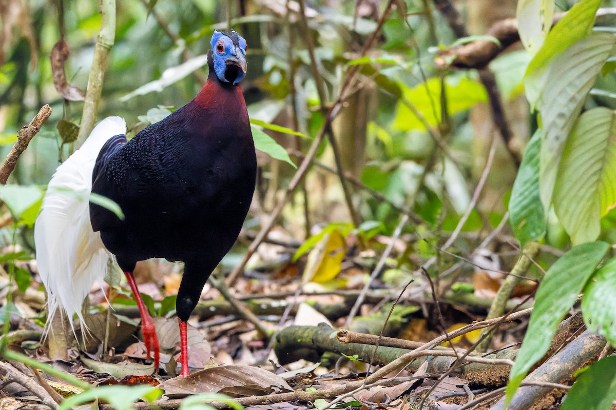 Bulwer's Pheasant - ML622383033