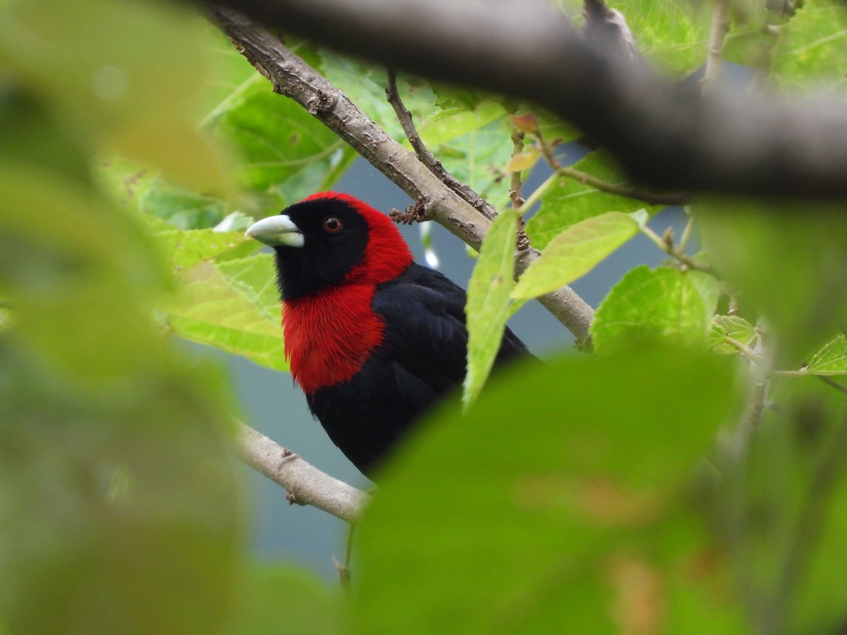 Crimson-collared Tanager - Osvaldo Balderas San Miguel