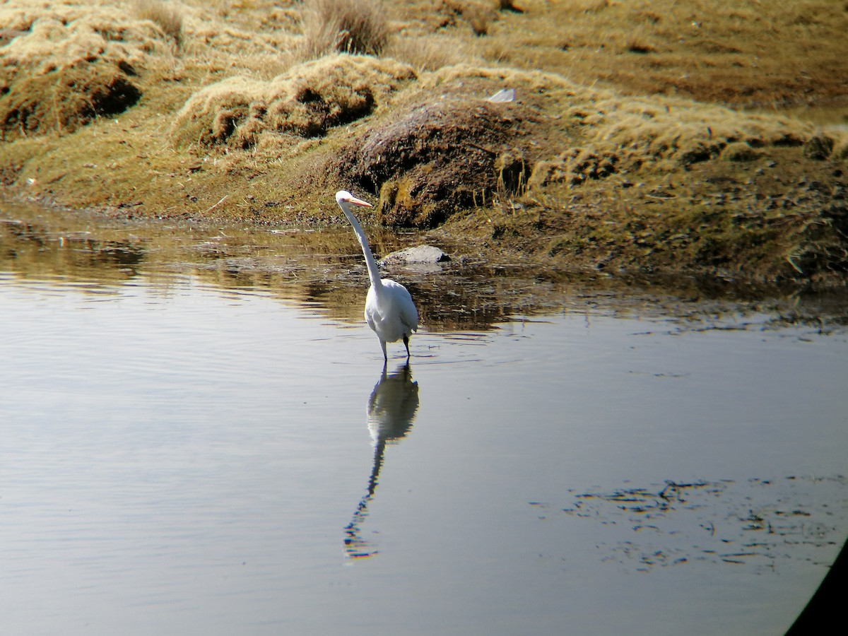 Great Egret - Pierina A. Bermejo