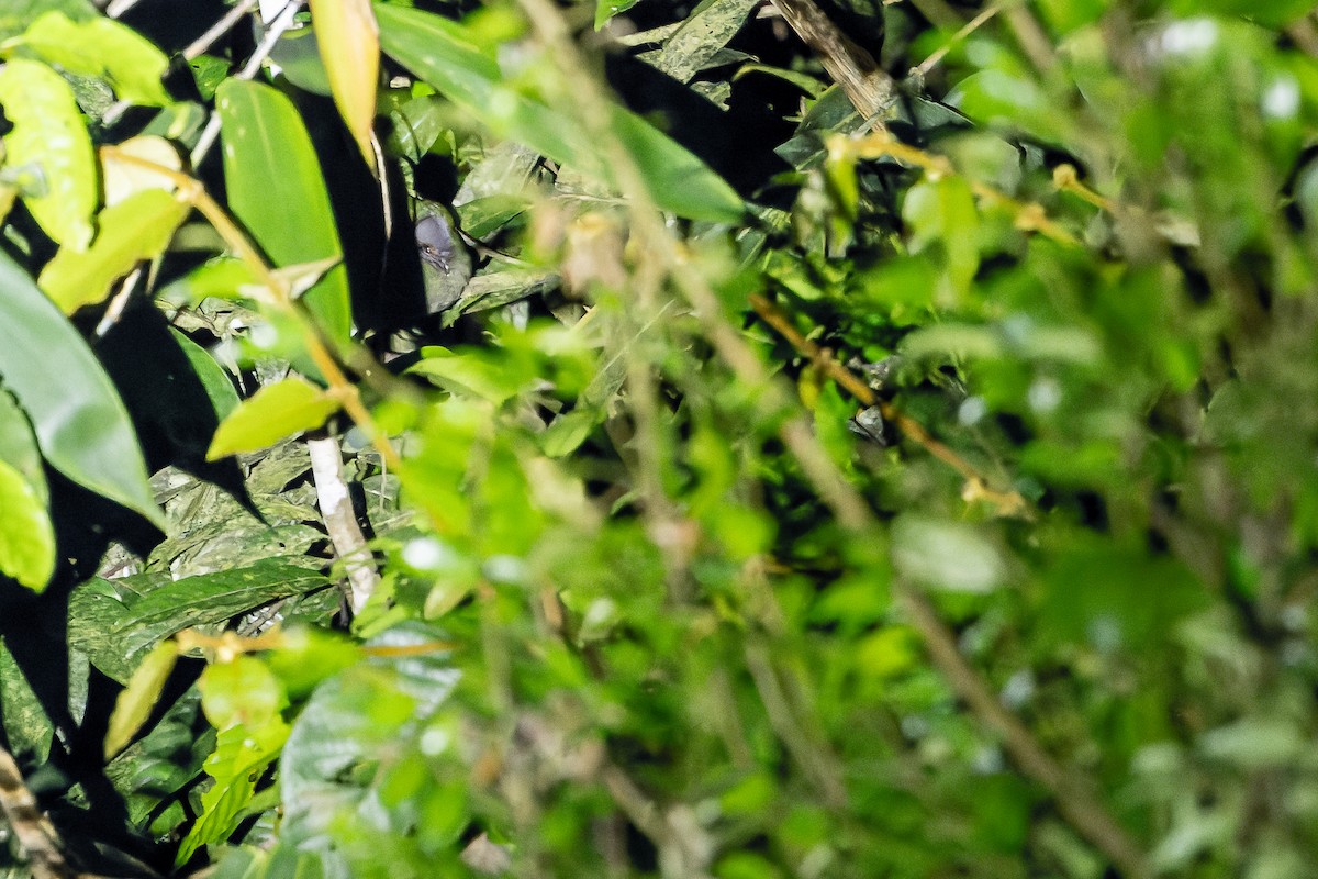 Crested Partridge - ML622383058