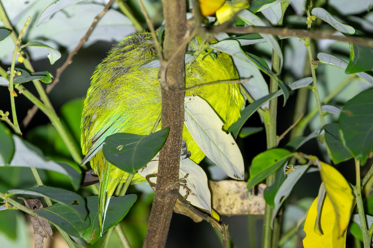 Bornean Leafbird - ML622383070