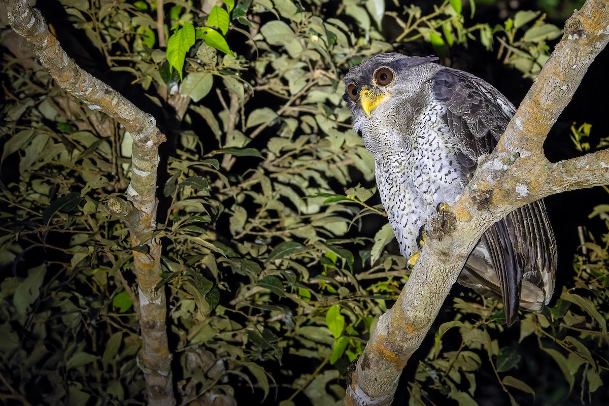 Barred Eagle-Owl - ML622383094