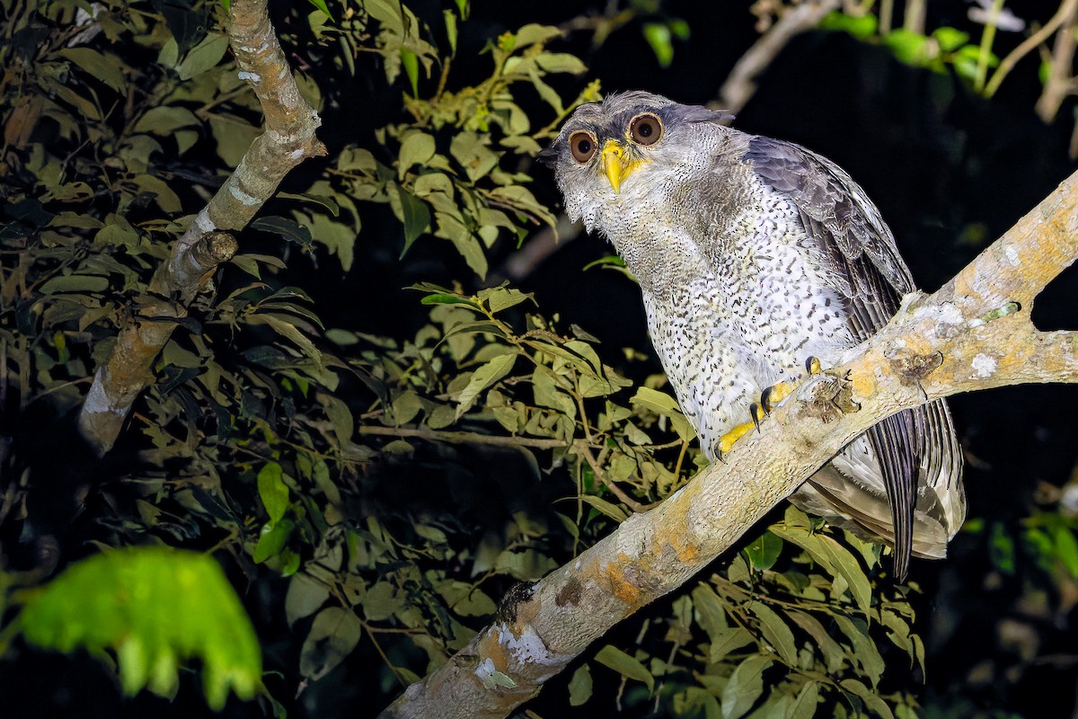 Barred Eagle-Owl - ML622383096