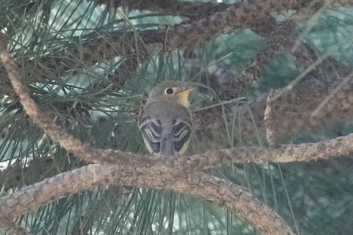 Buff-breasted Flycatcher - Nick Thorpe