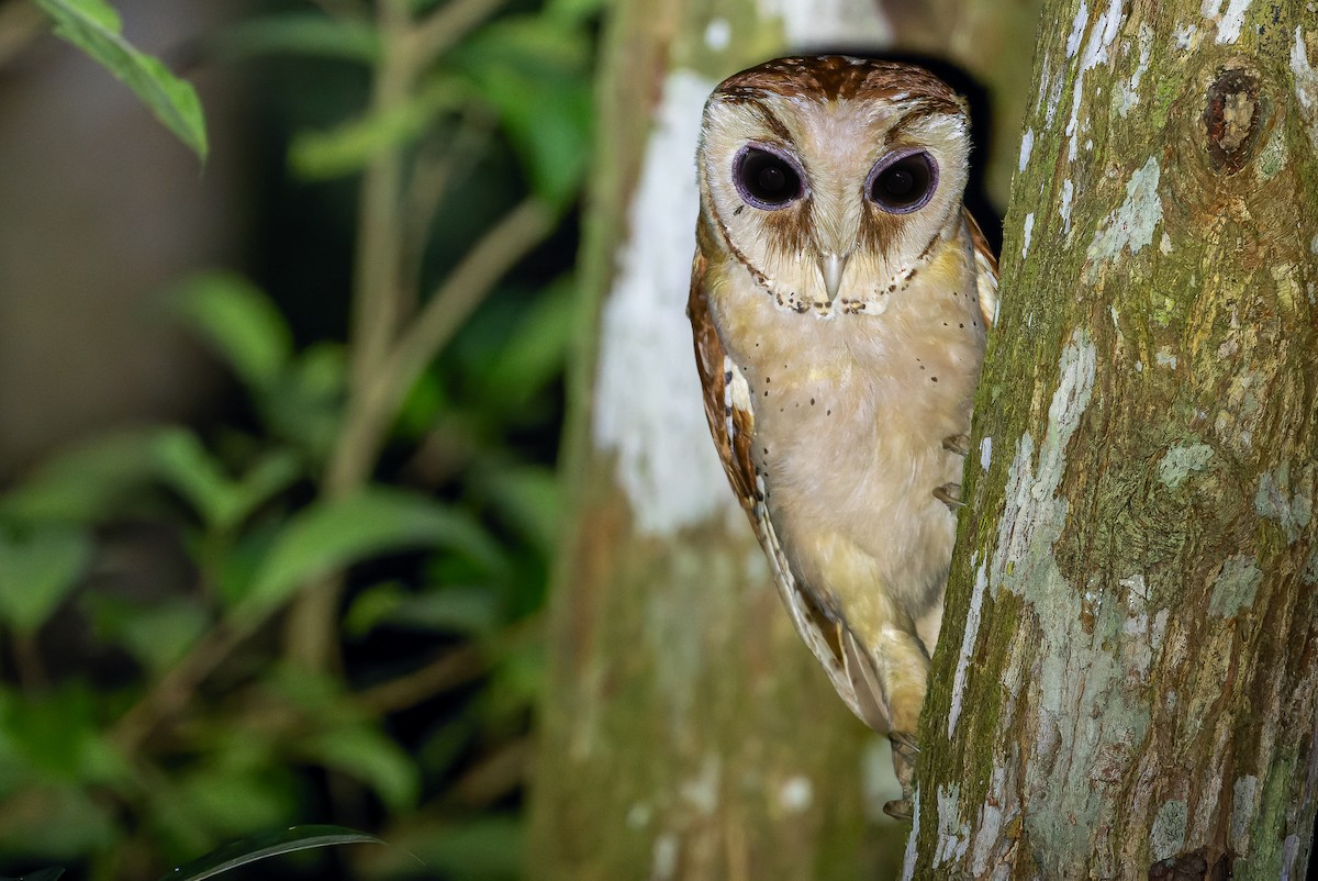 Oriental Bay-Owl - ML622383166