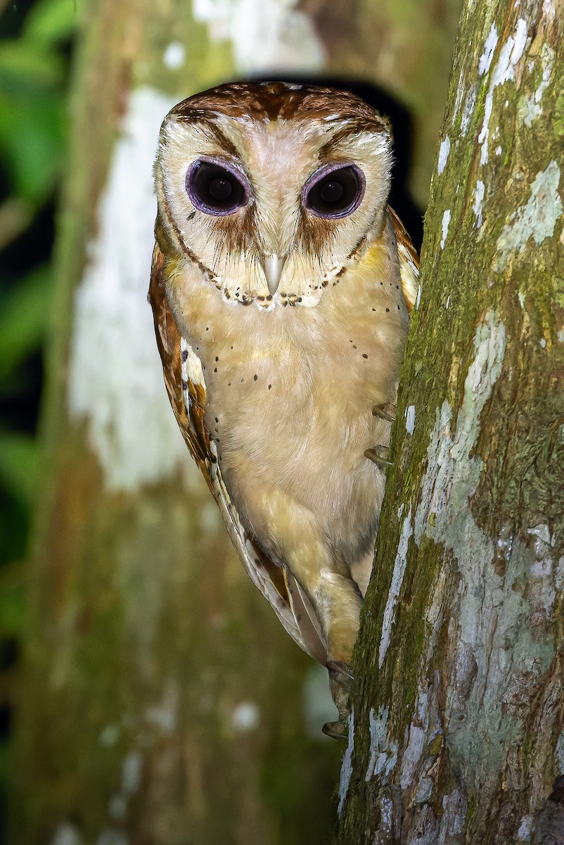 Oriental Bay-Owl - ML622383167