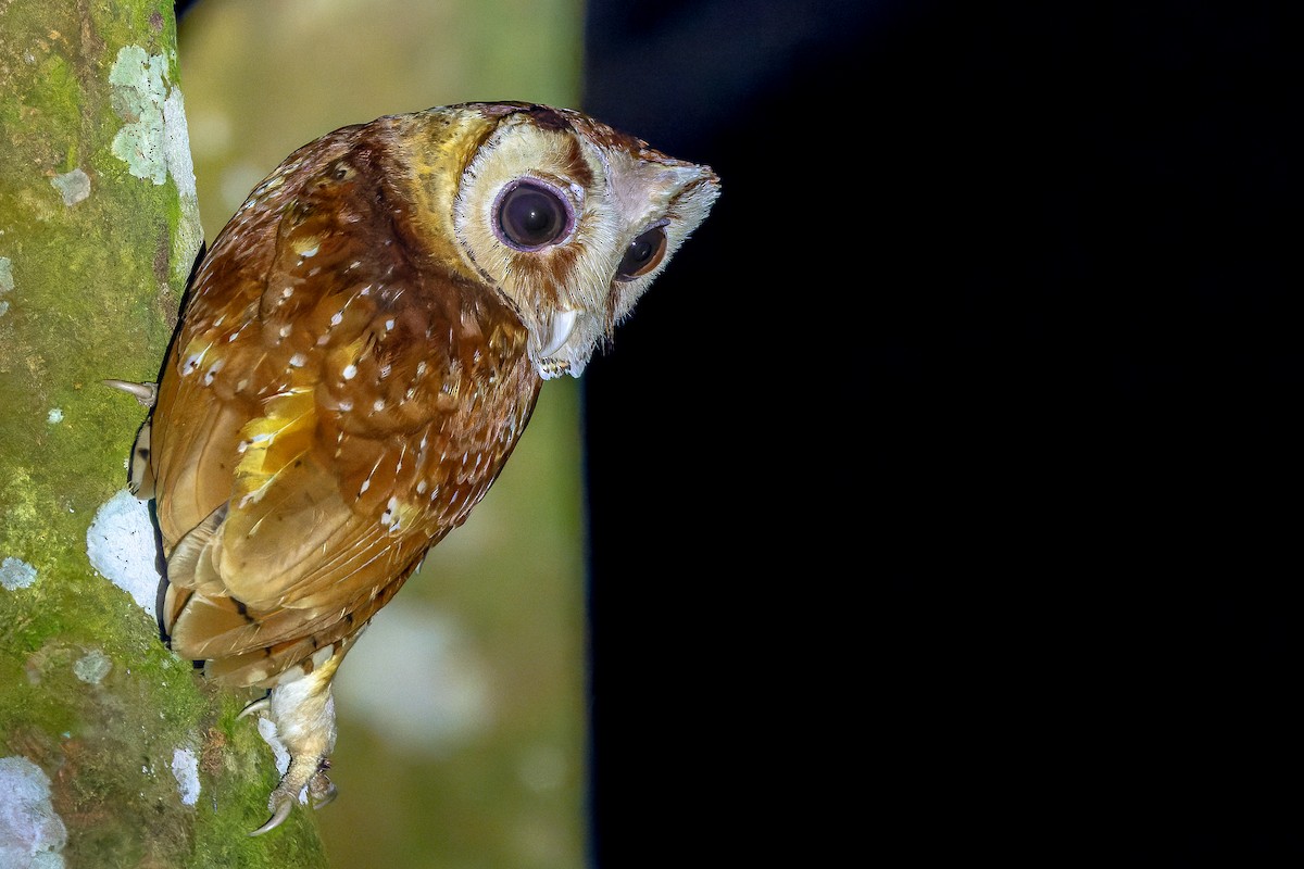 Oriental Bay-Owl - ML622383168