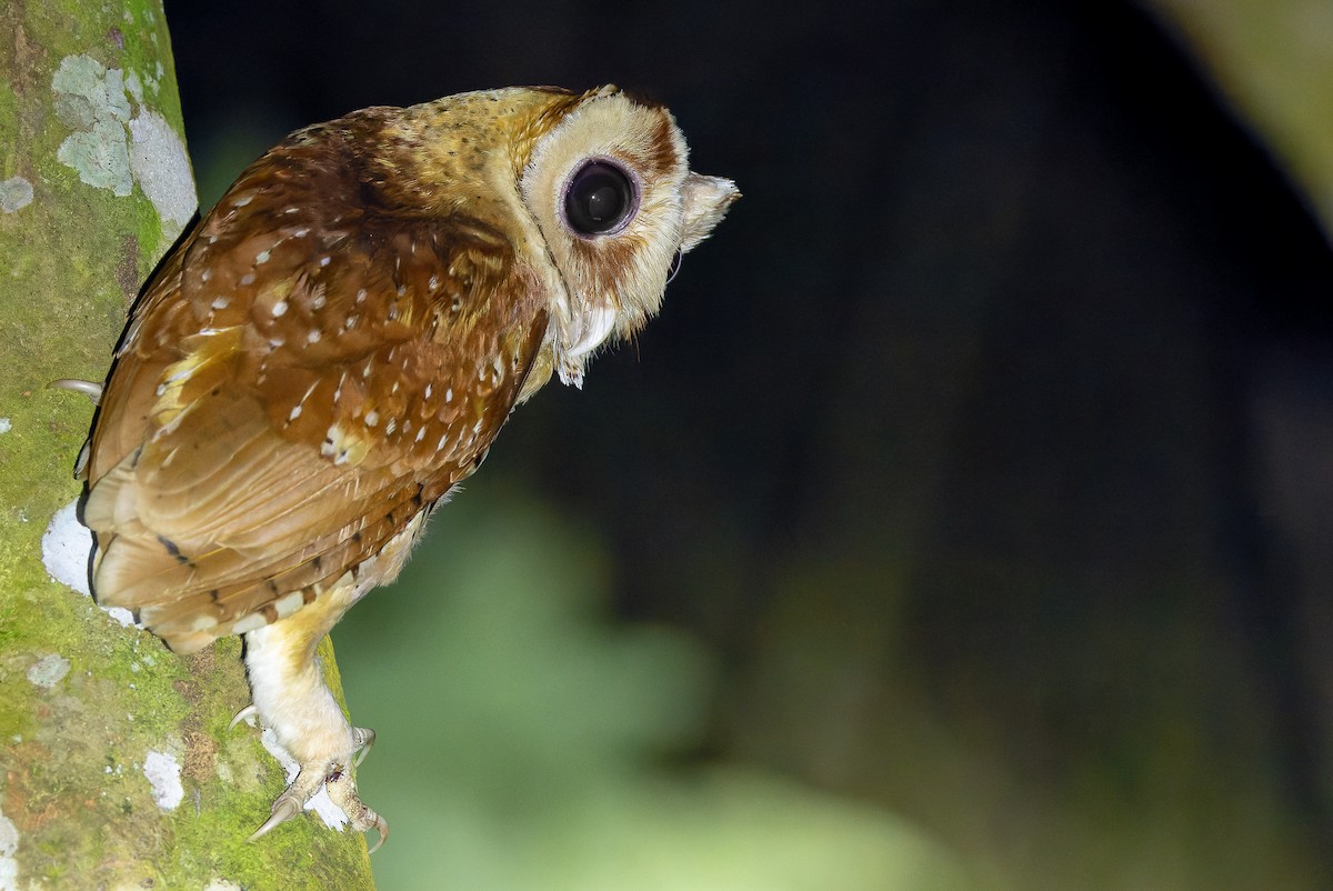 Oriental Bay-Owl - ML622383170