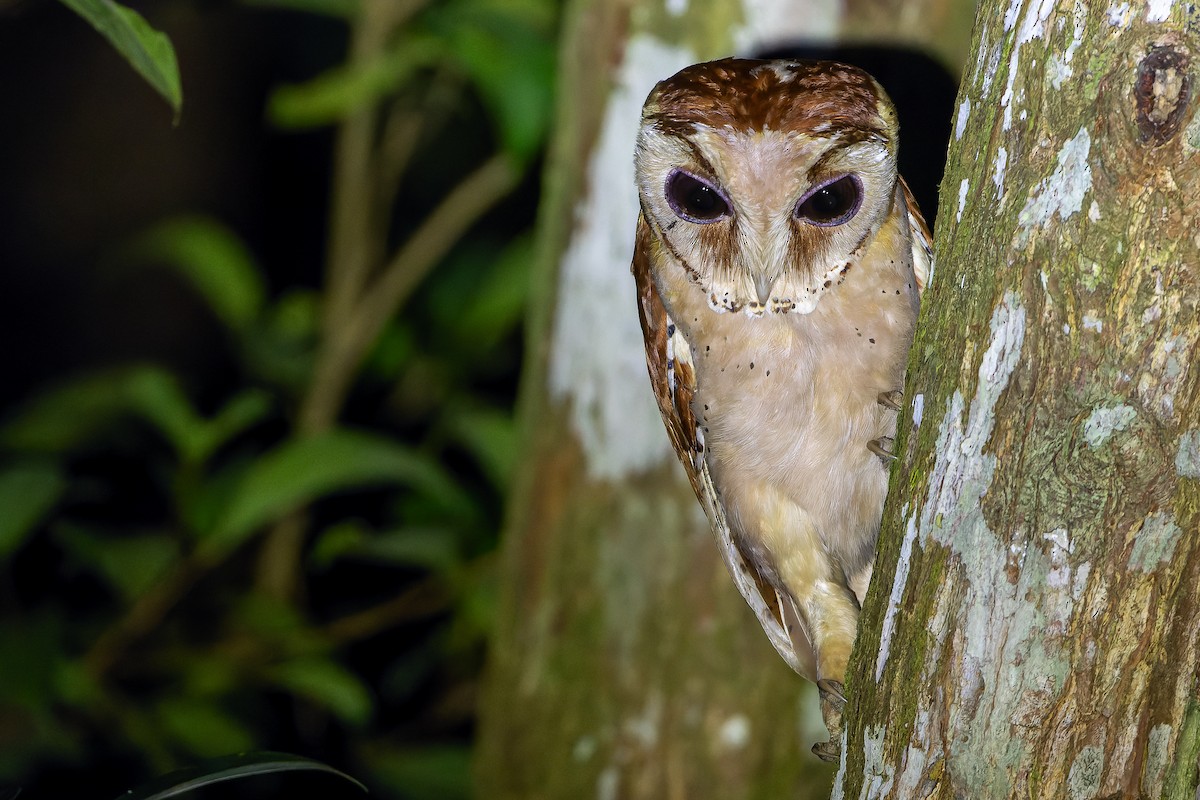 Oriental Bay-Owl - ML622383171