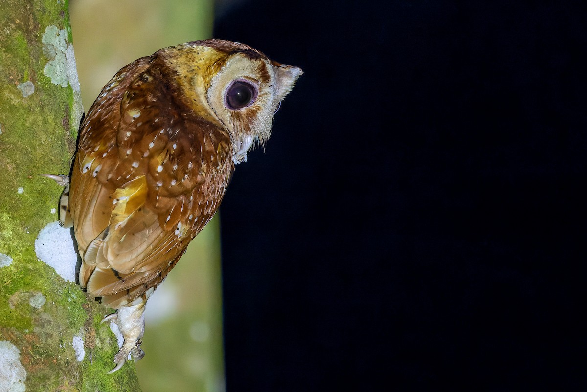 Oriental Bay-Owl - ML622383172