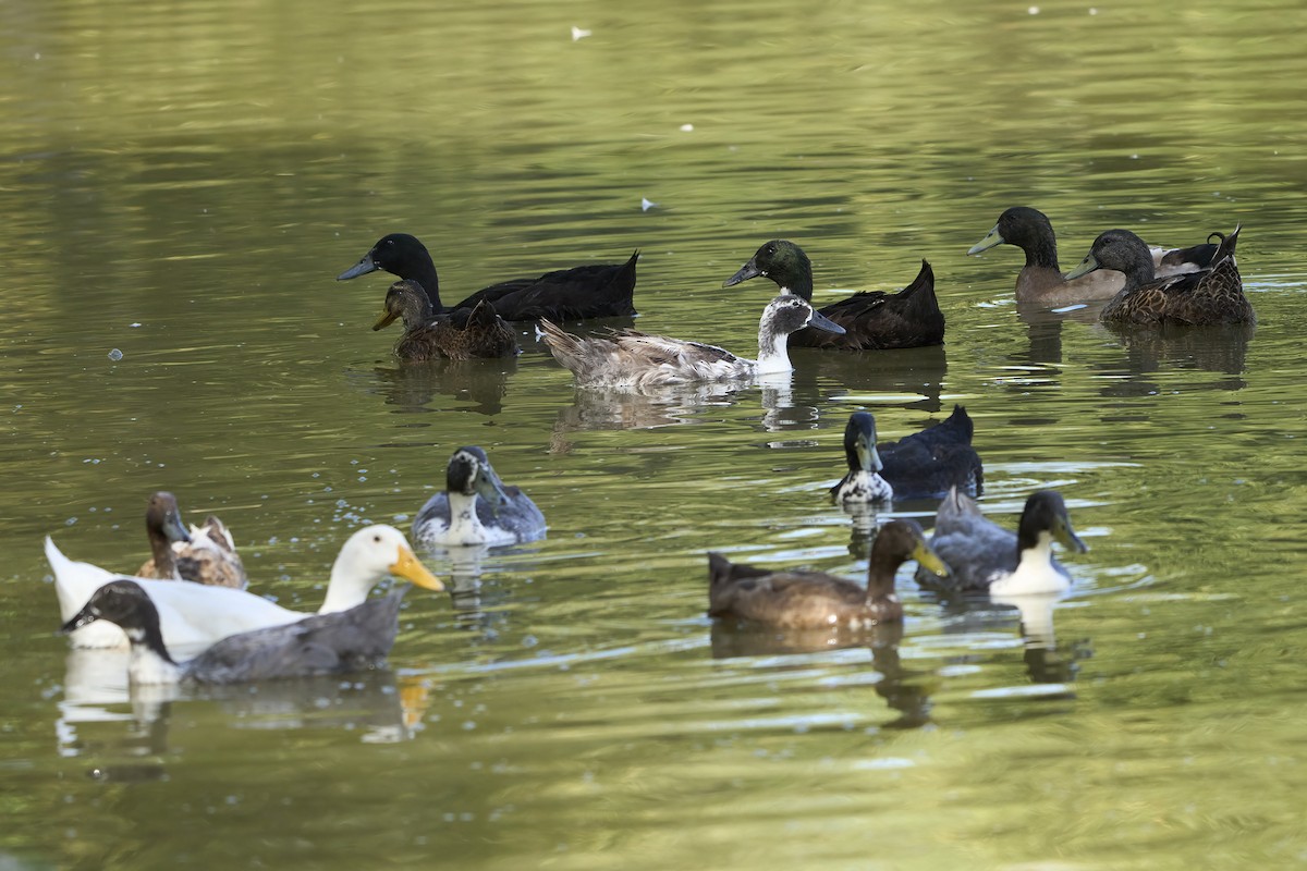 duck sp. - Nate Klein