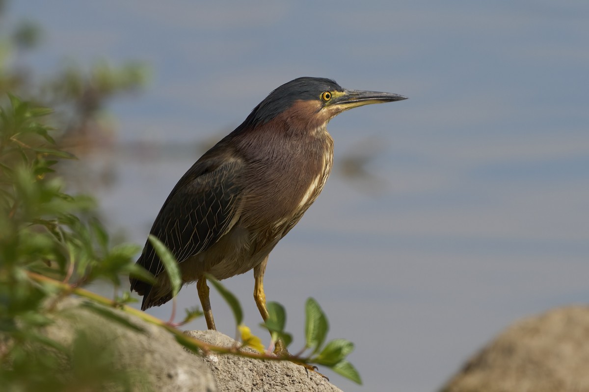 Green Heron - ML622383274