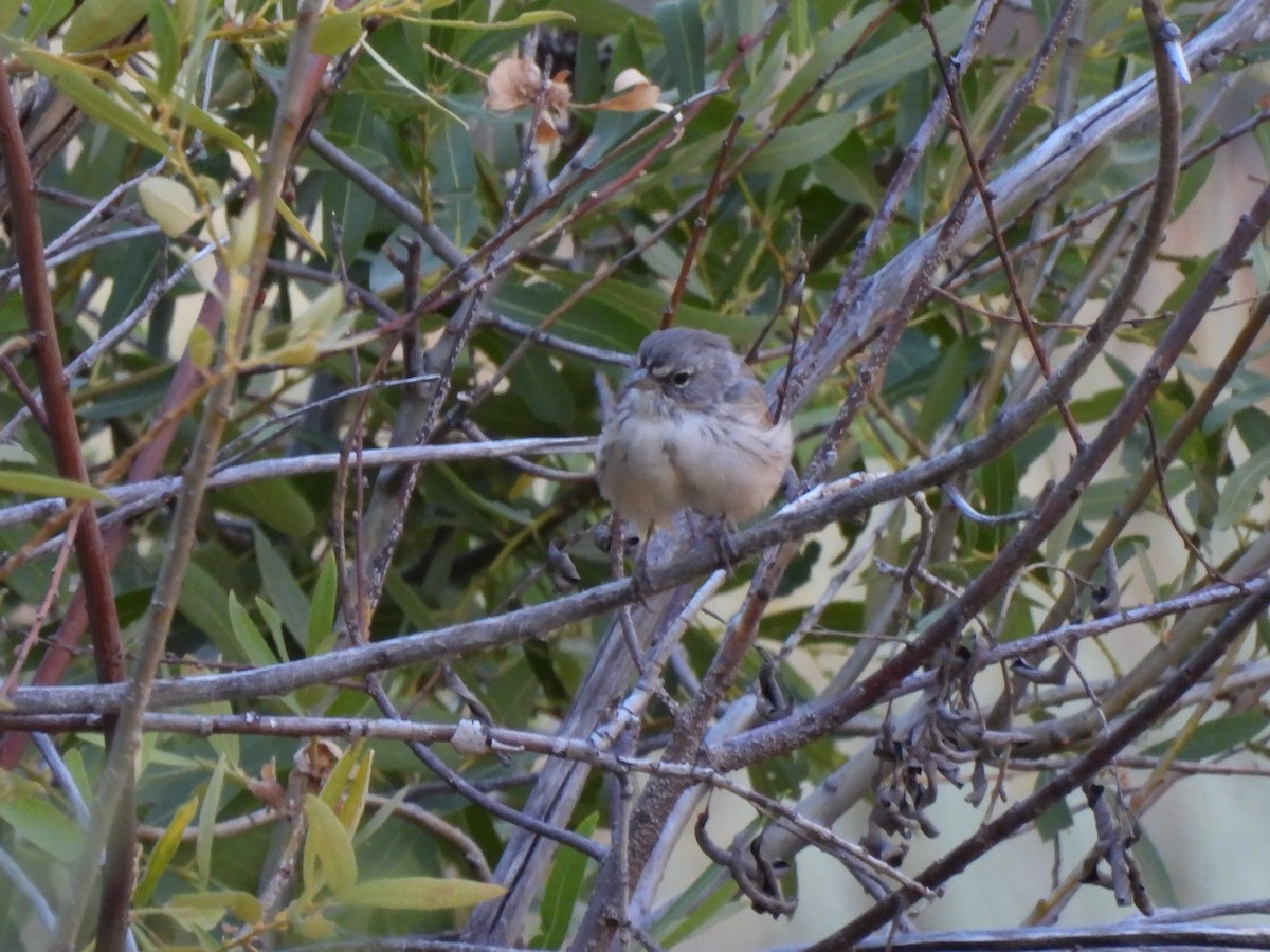 Bell's Sparrow - ML622383277