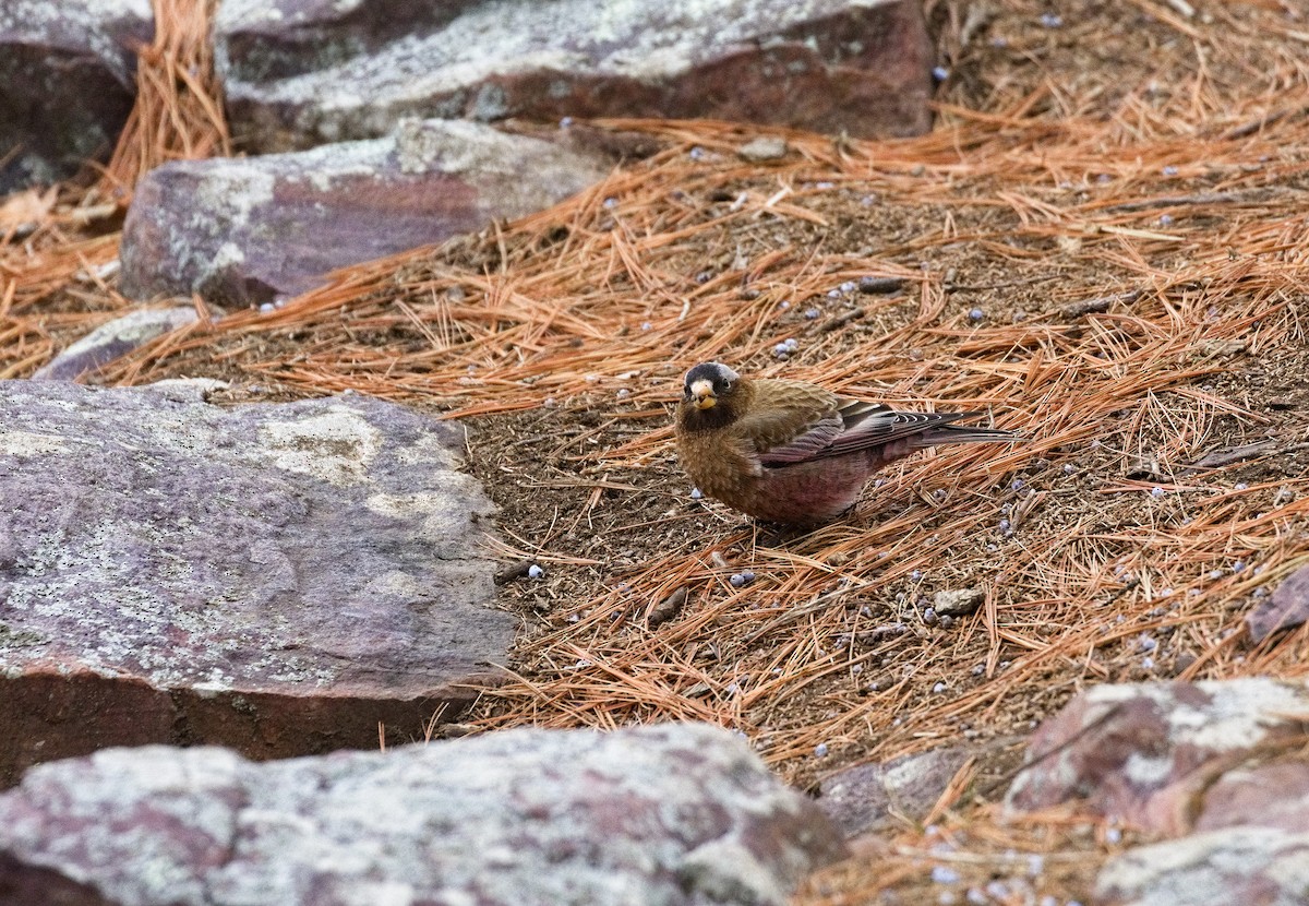 Gray-crowned Rosy-Finch (Gray-crowned) - ML622383299