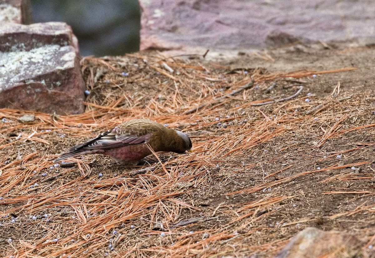 Gray-crowned Rosy-Finch (Gray-crowned) - Alex Mann