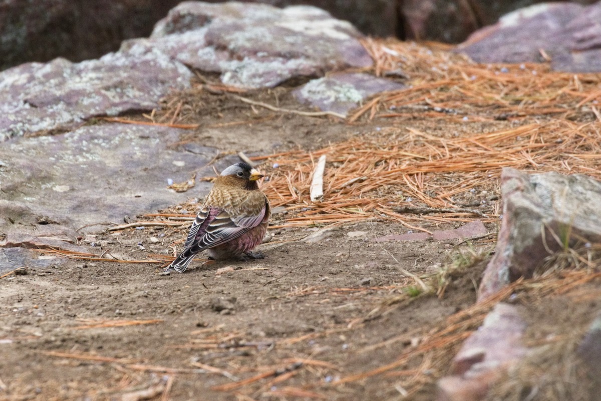 Gray-crowned Rosy-Finch (Gray-crowned) - ML622383302