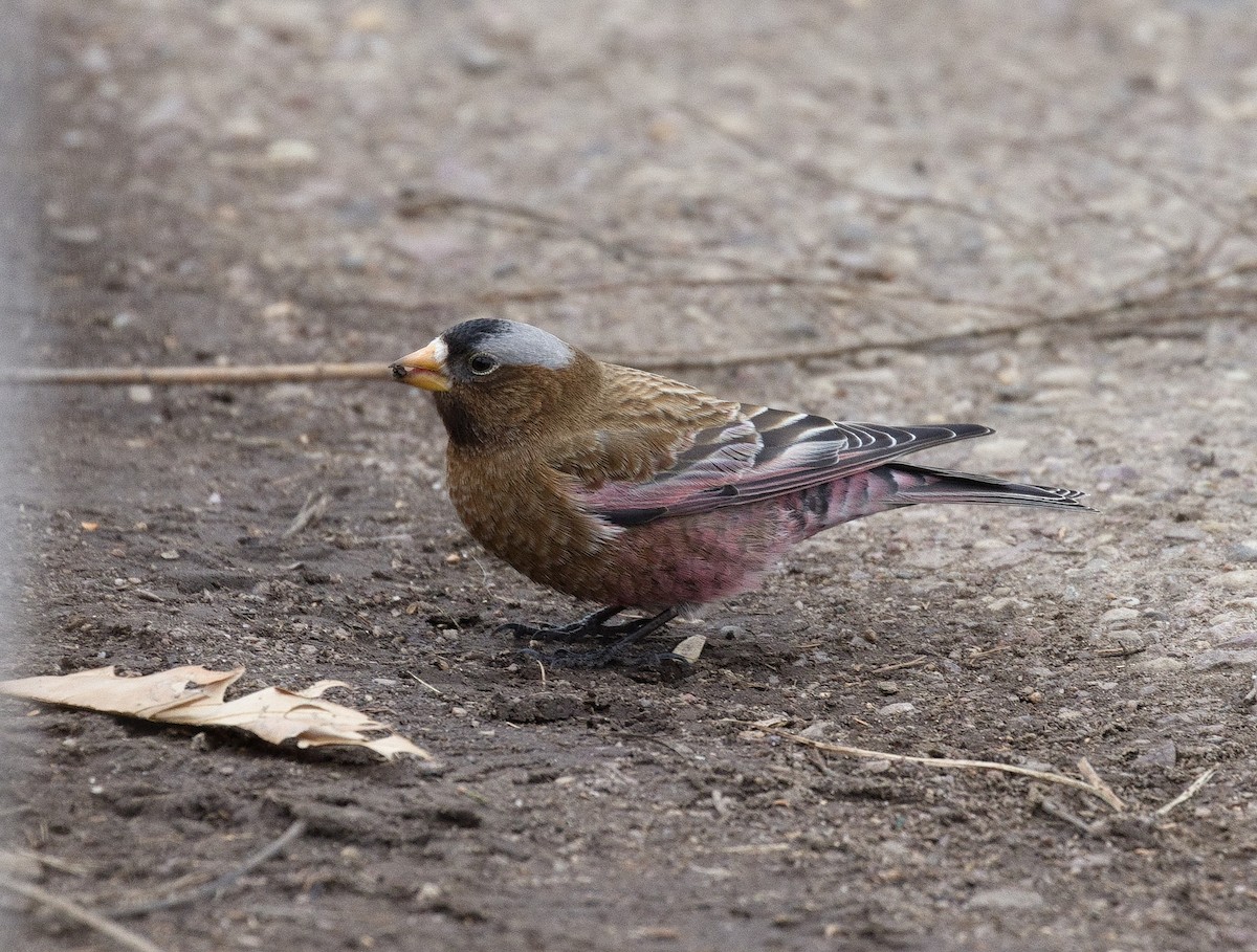 Gray-crowned Rosy-Finch (Gray-crowned) - ML622383303