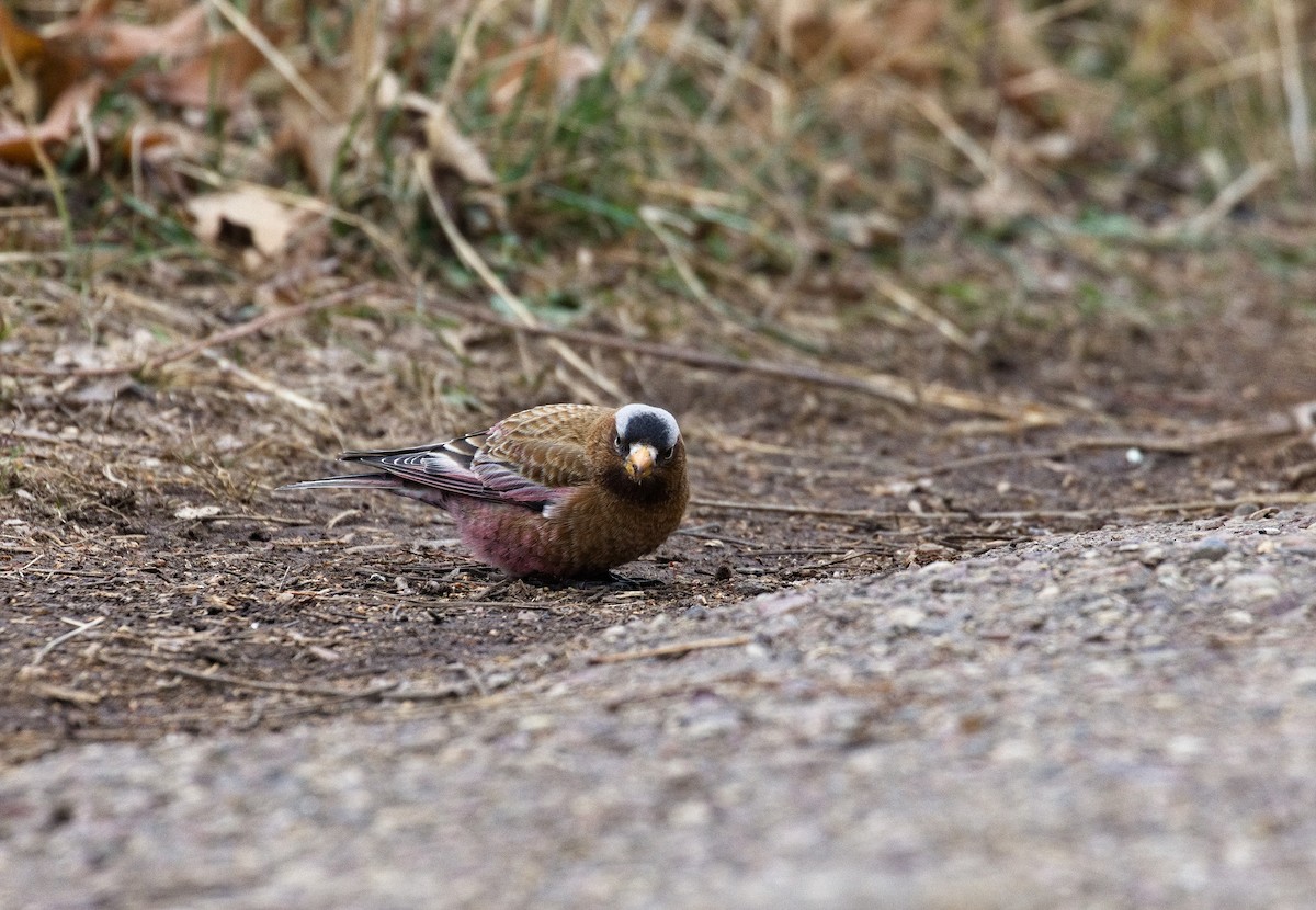 Gray-crowned Rosy-Finch (Gray-crowned) - ML622383304