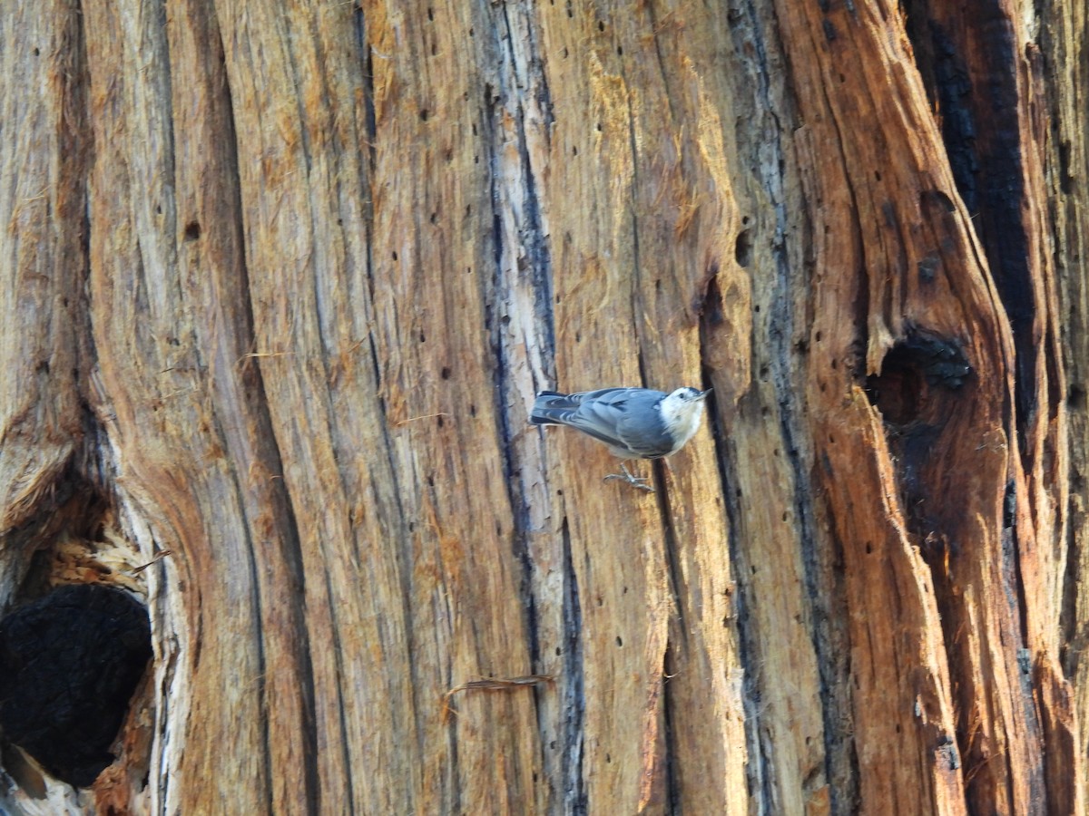 White-breasted Nuthatch - ML622383323