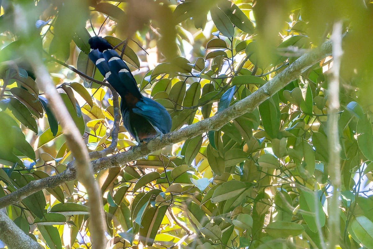 Chestnut-bellied Malkoha - ML622383326