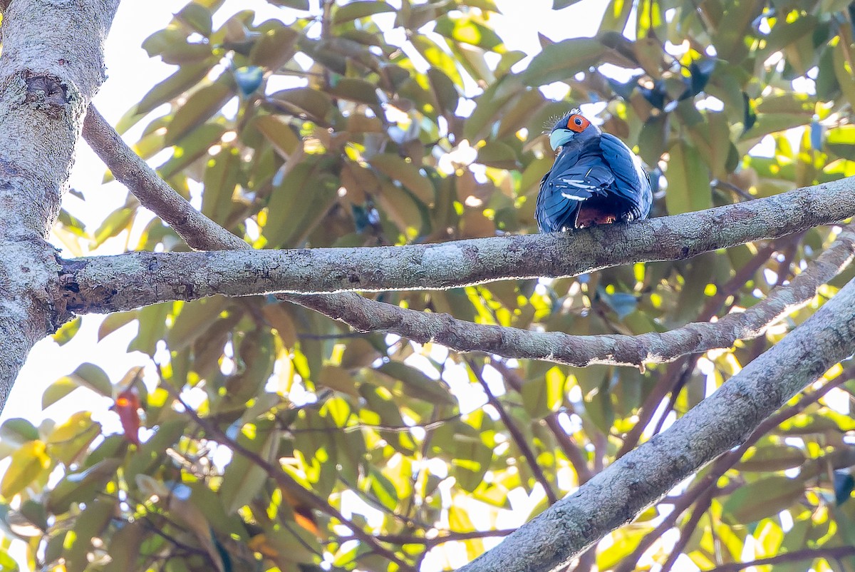 Chestnut-bellied Malkoha - ML622383327