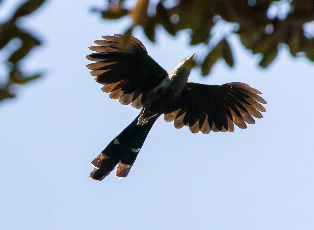 Chestnut-bellied Malkoha - ML622383328