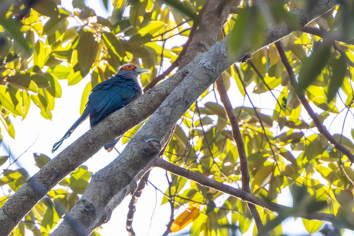 Chestnut-bellied Malkoha - ML622383329