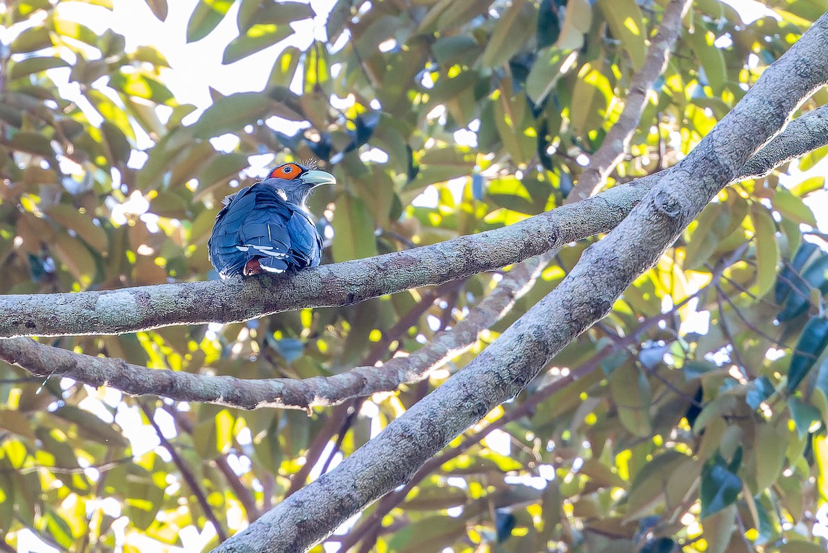 Chestnut-bellied Malkoha - ML622383330