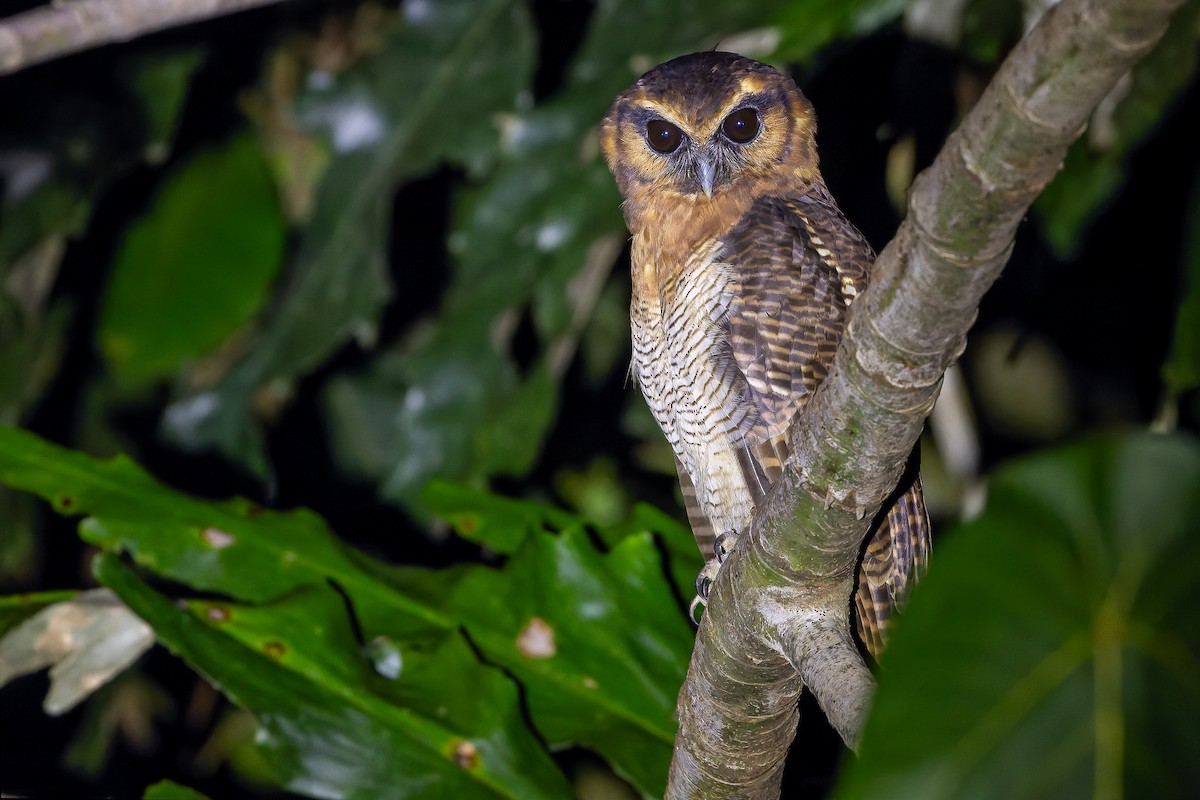 Brown Wood-Owl (Bornean) - ML622383385