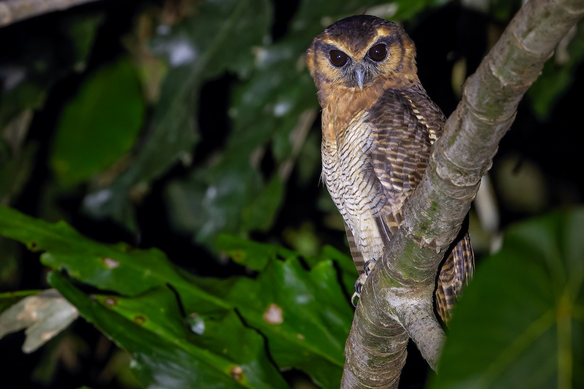 Brown Wood-Owl (Bornean) - ML622383386