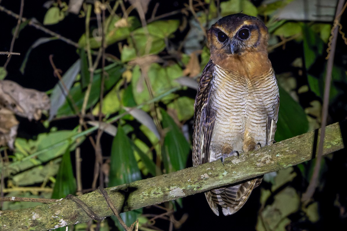 Brown Wood-Owl (Bornean) - ML622383387