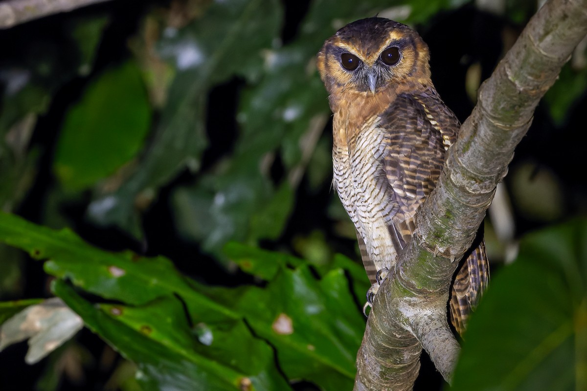 Brown Wood-Owl (Bornean) - ML622383388