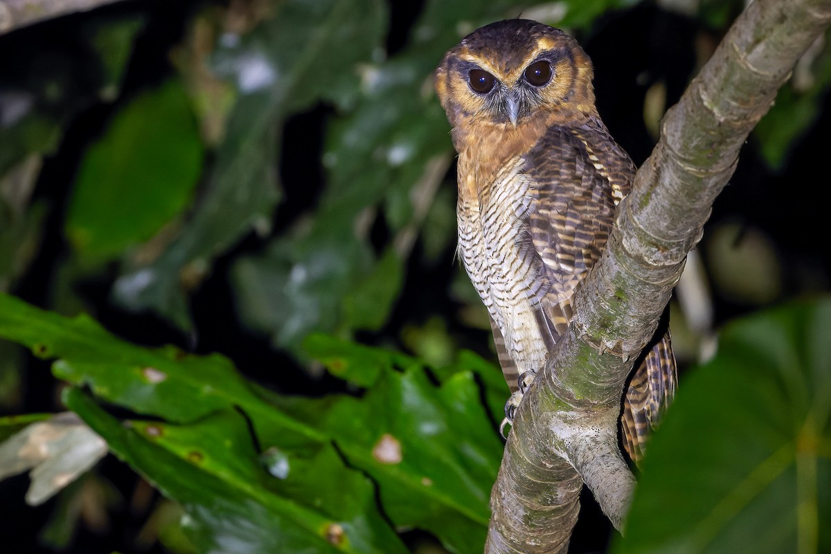 Brown Wood-Owl (Bornean) - ML622383389