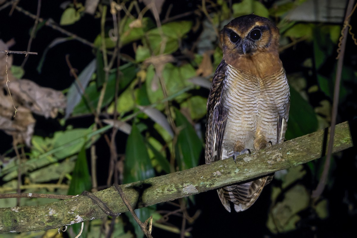 Brown Wood-Owl (Bornean) - ML622383390