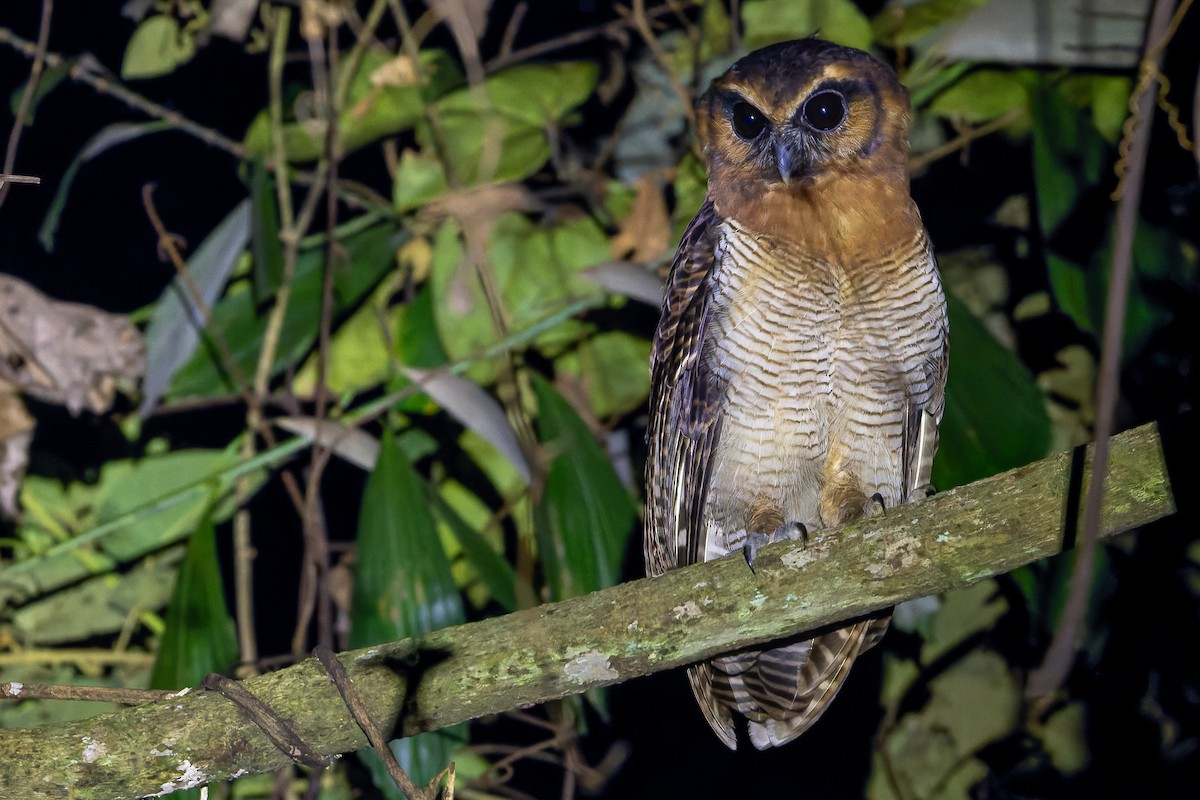 Brown Wood-Owl (Bornean) - ML622383391