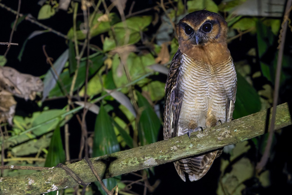 Brown Wood-Owl (Bornean) - ML622383392