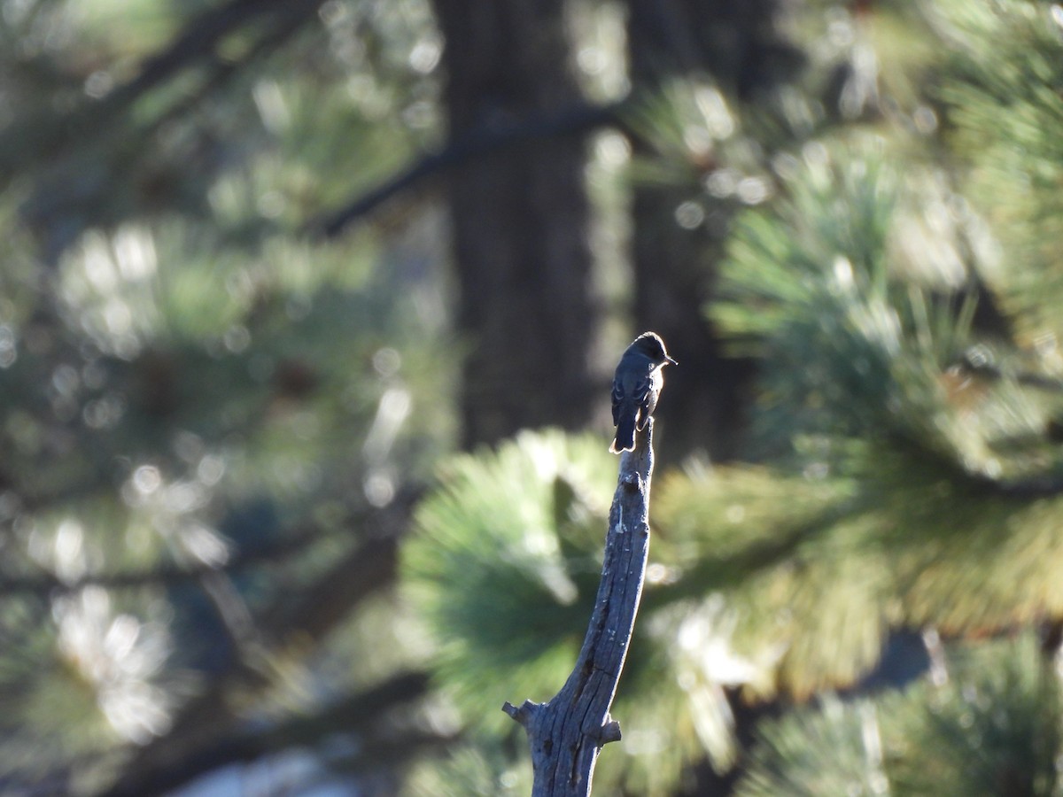 Western Wood-Pewee - ML622383427