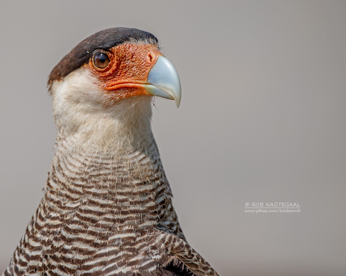 Crested Caracara - Rob Nagtegaal