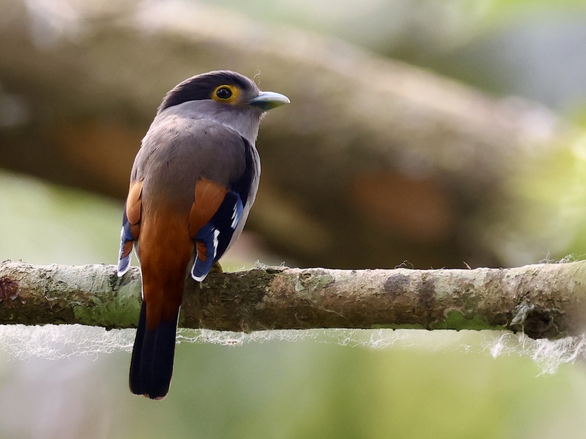 Gray-lored Broadbill - ML622383442