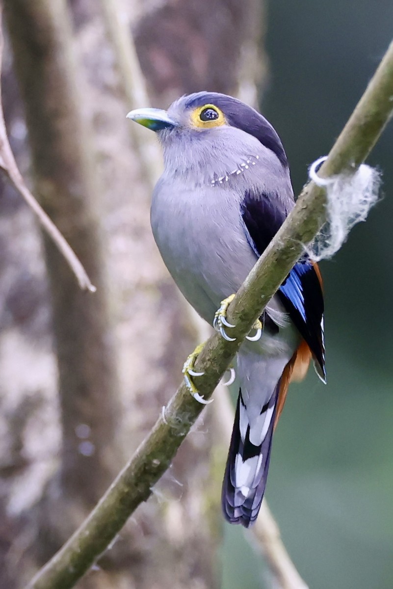 Gray-lored Broadbill - ML622383443