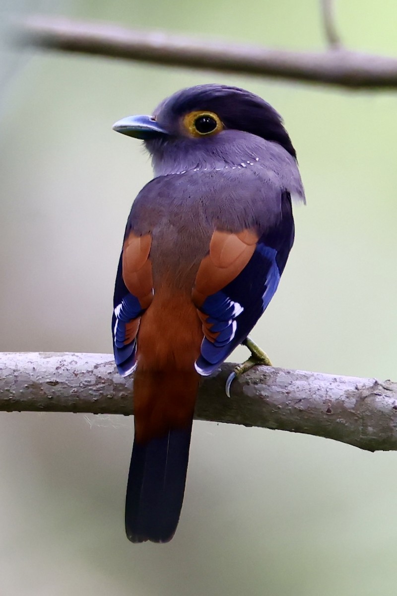 Gray-lored Broadbill - ML622383444