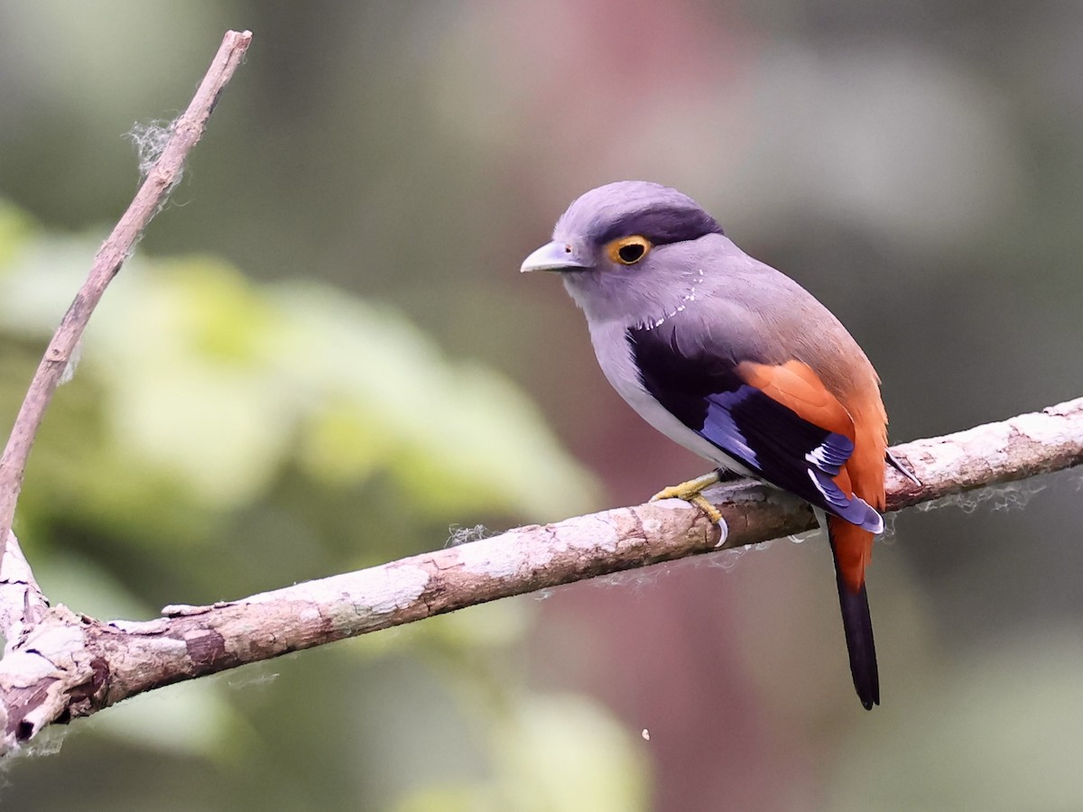 Gray-lored Broadbill - ML622383445